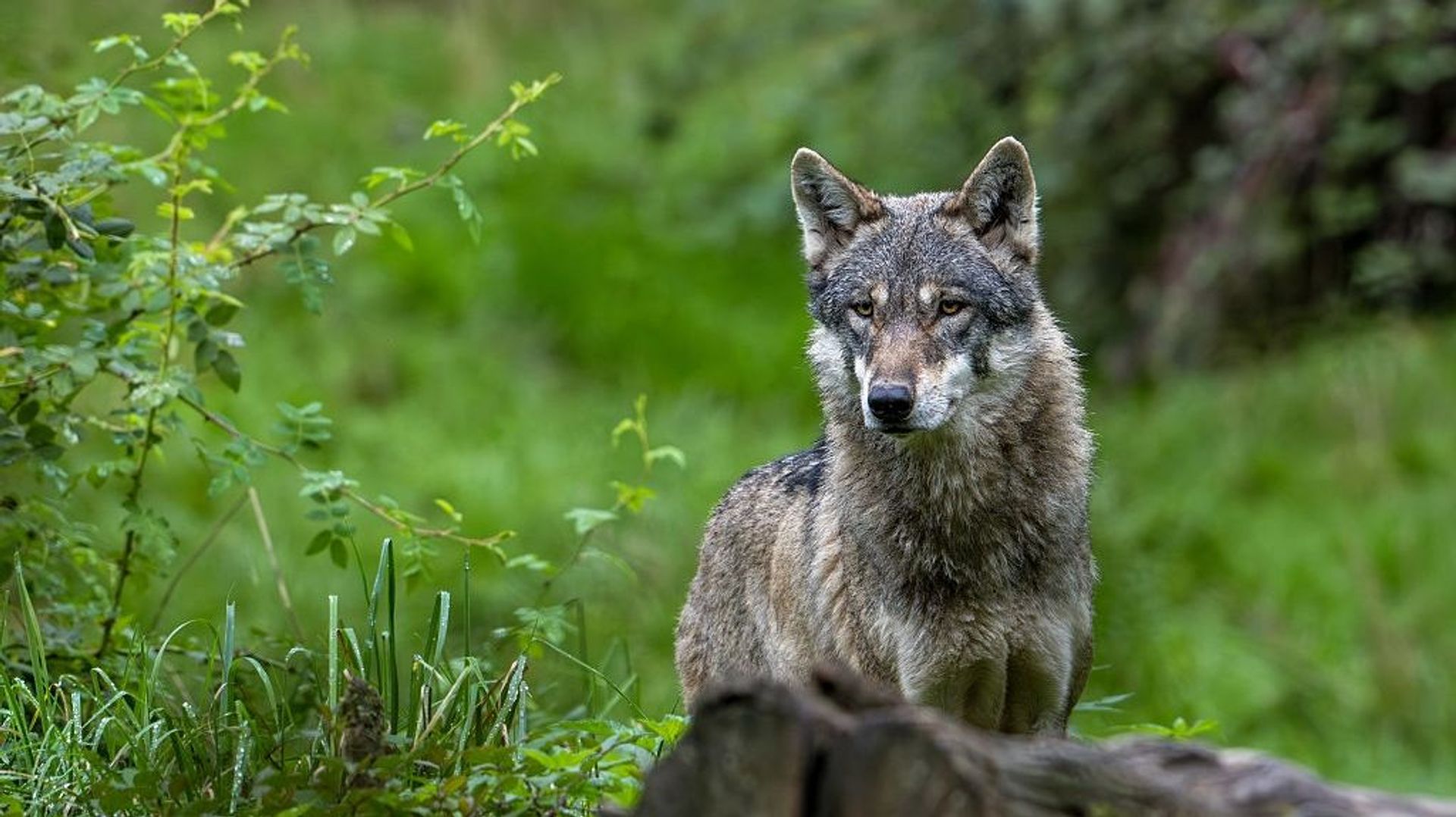 Le territoire des loups autour de Saint-Hubert s'étend avec une zone de présence permanente augmentée de plus de 10 000 hectares.