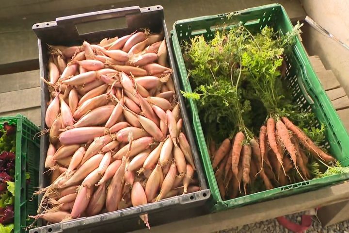 Légumes plus petits et récoltes réduites : impact de la chaleur estivale et de la sécheresse sur l'agriculture belge