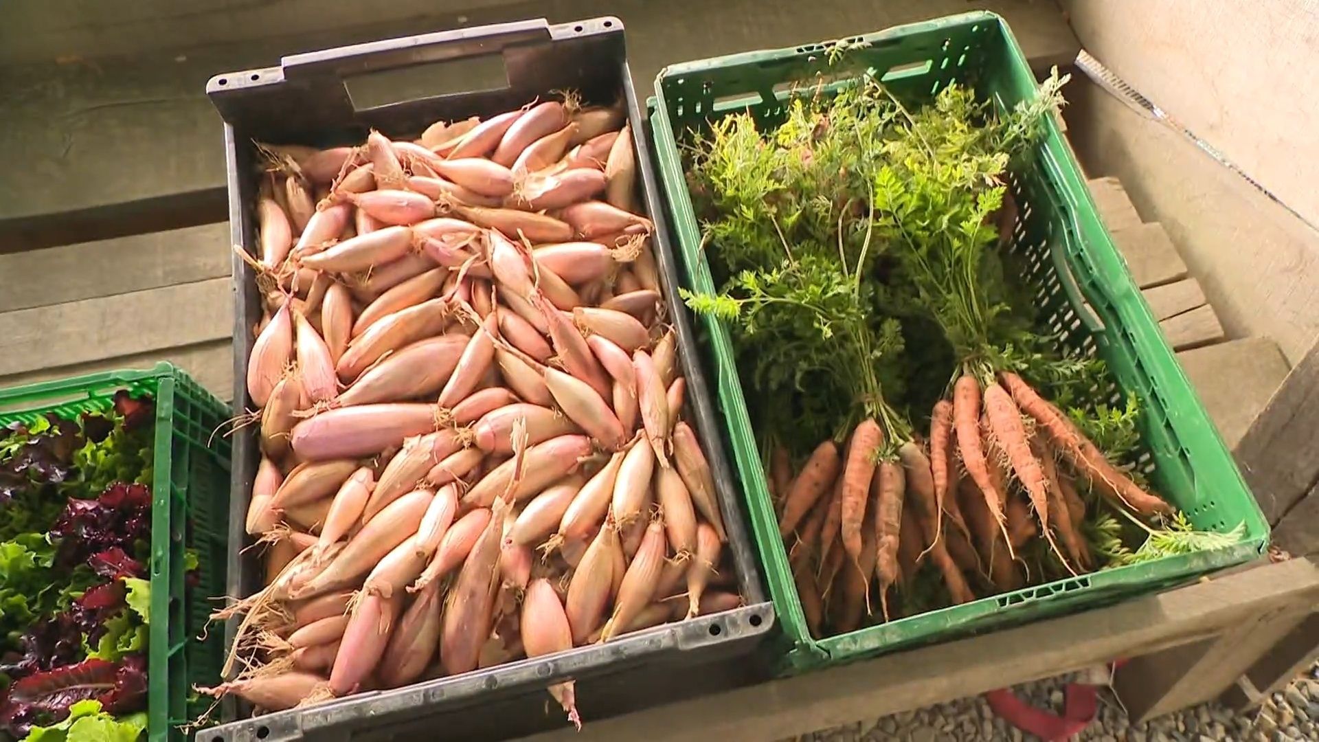 Légumes plus petits et récoltes réduites : impact de la chaleur estivale et de la sécheresse sur l'agriculture belge