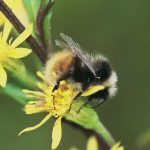 Les bourdons de nos jardins jouent un rôle essentiel dans la pollinisation et la santé des écosystèmes