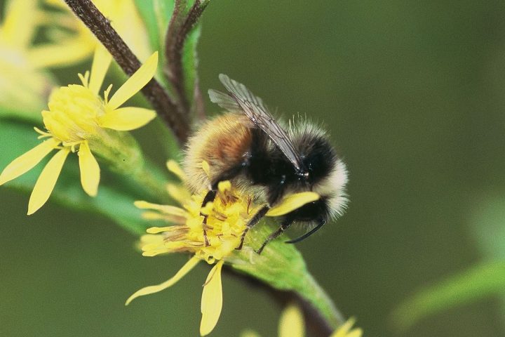 Les bourdons de nos jardins jouent un rôle essentiel dans la pollinisation et la santé des écosystèmes