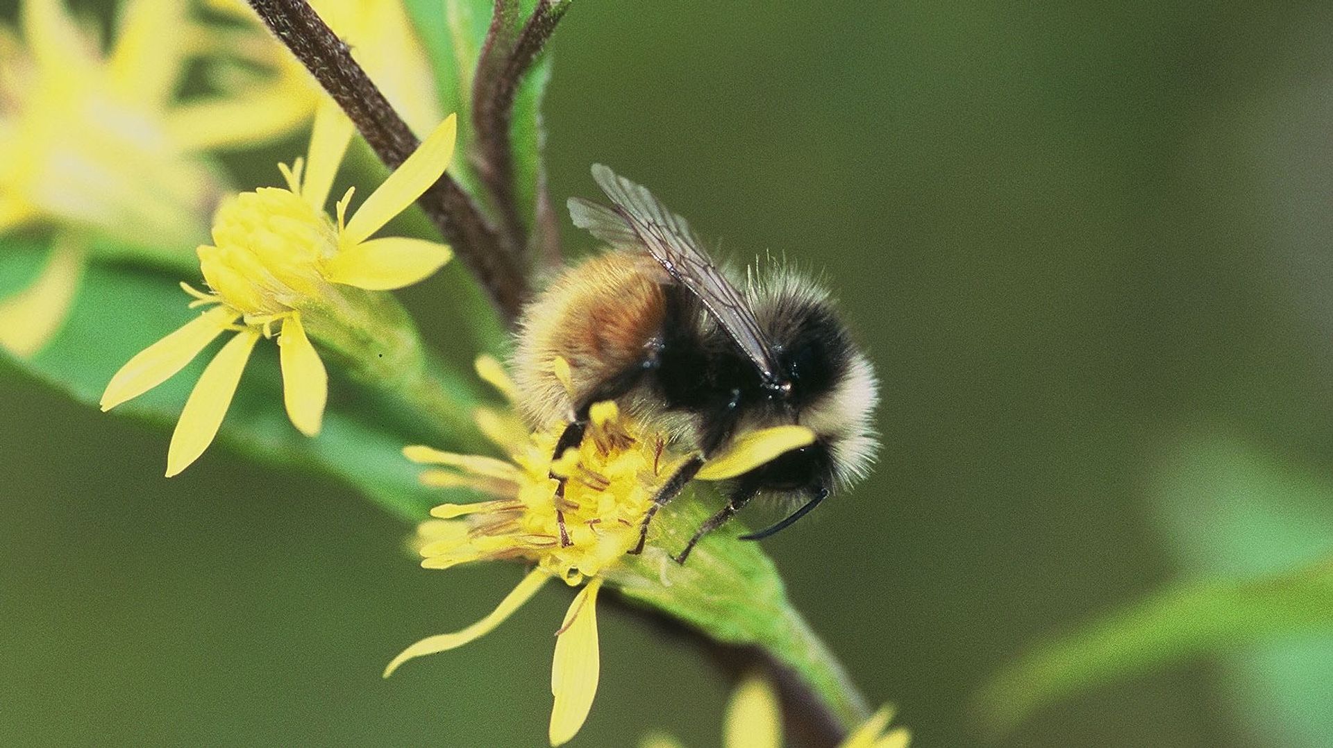 Les bourdons de nos jardins jouent un rôle essentiel dans la pollinisation et la santé des écosystèmes