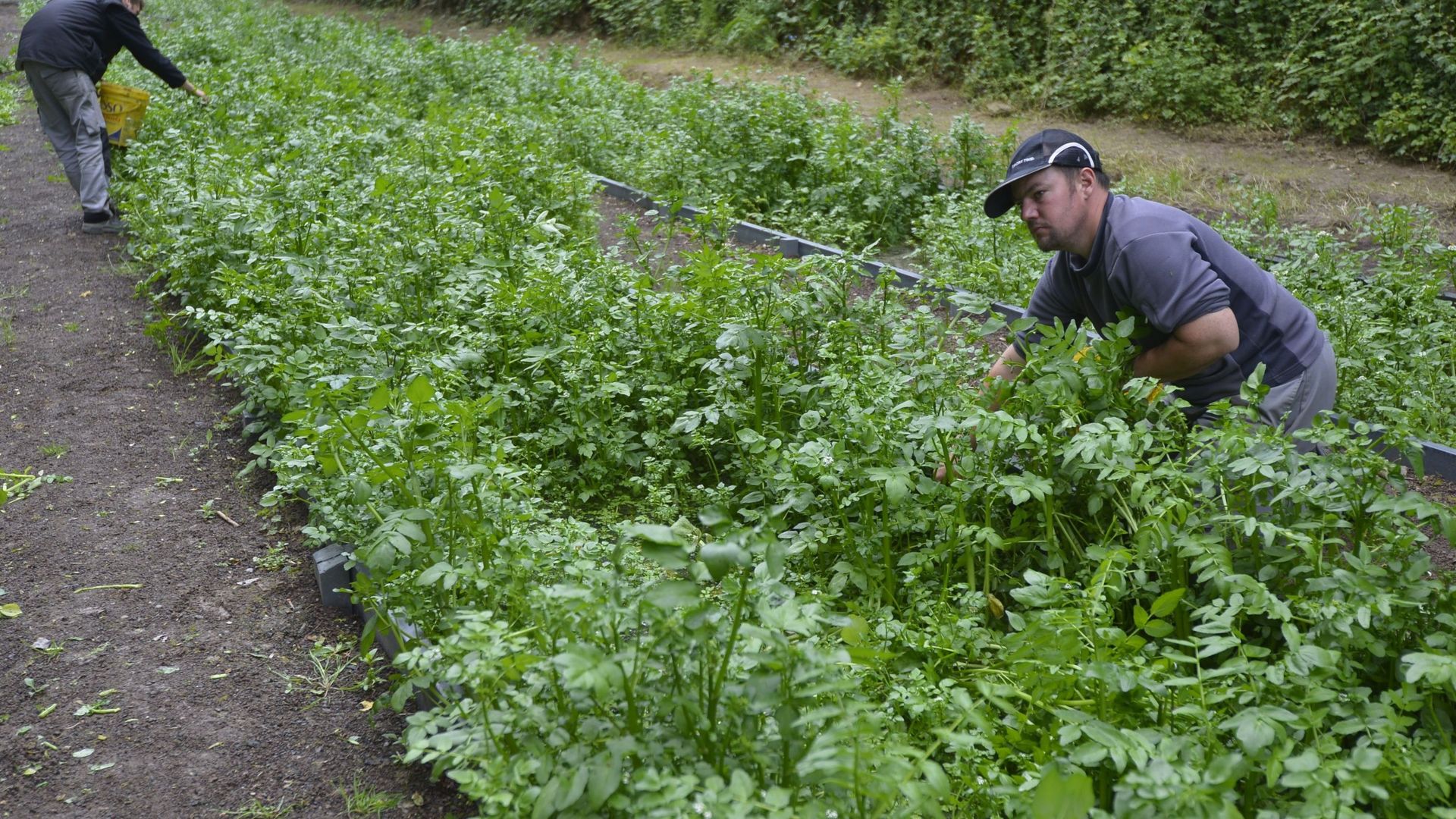 Les Journées du Patrimoine célèbrent l'environnement naturel de Bruxelles avec des activités variées