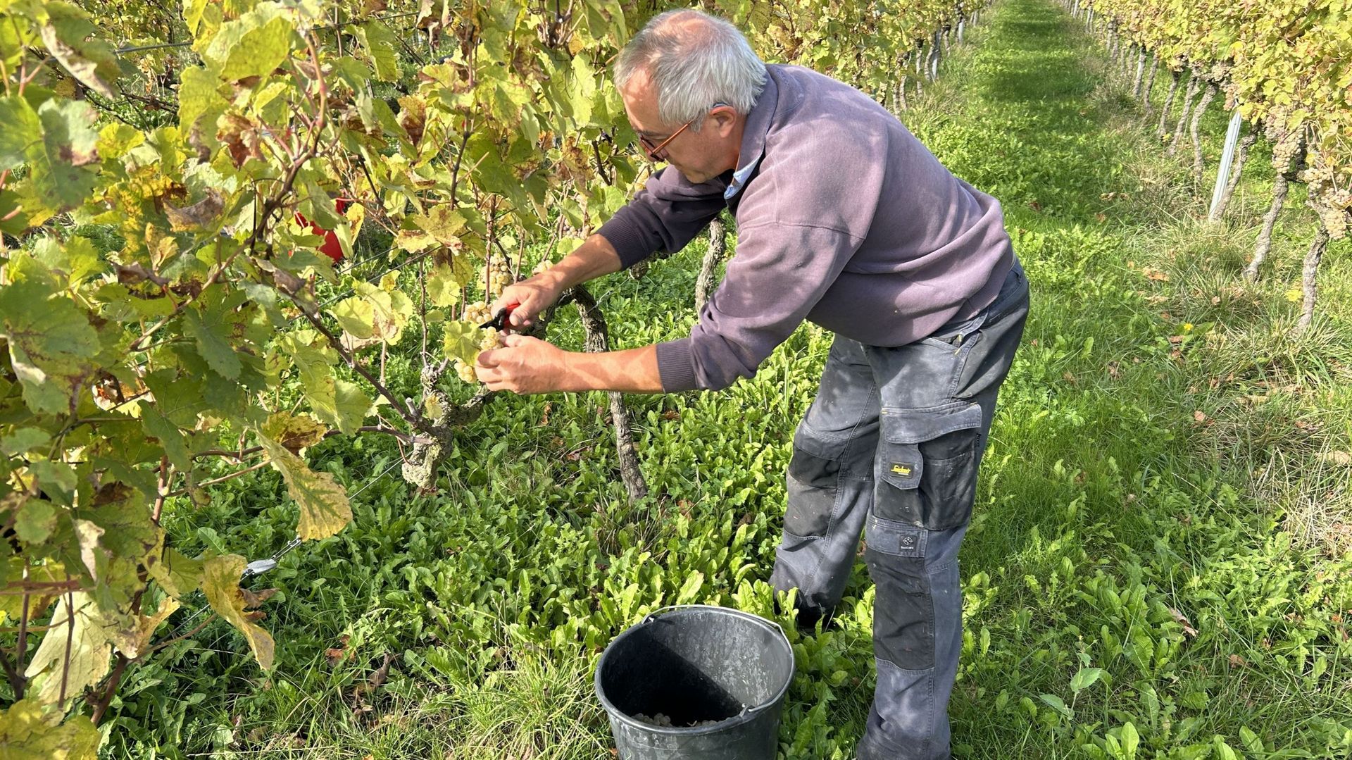 Les vendanges commencent aux vignobles de Vin de Liège dans un contexte climatique changeant.