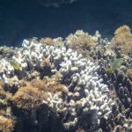 Plus de cent pays ratifient le traité des Nations unies sur les eaux internationales pour la protection de la biodiversité