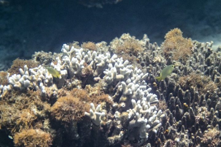 Plus de cent pays ratifient le traité des Nations unies sur les eaux internationales pour la protection de la biodiversité