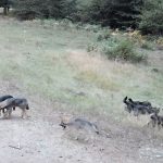 Premières images de huit louveteaux dans la forêt d'Anlier