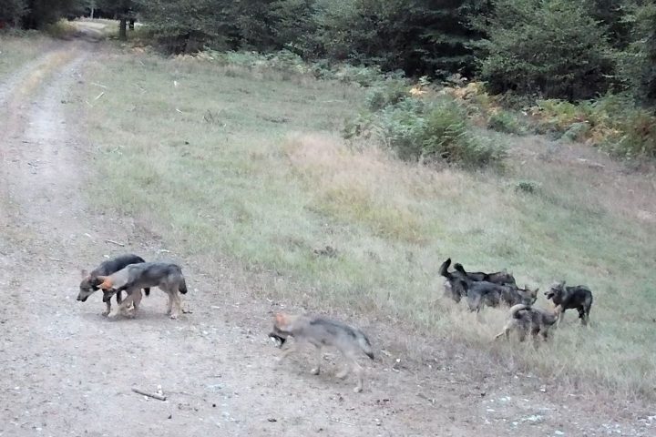 Premières images de huit louveteaux dans la forêt d'Anlier