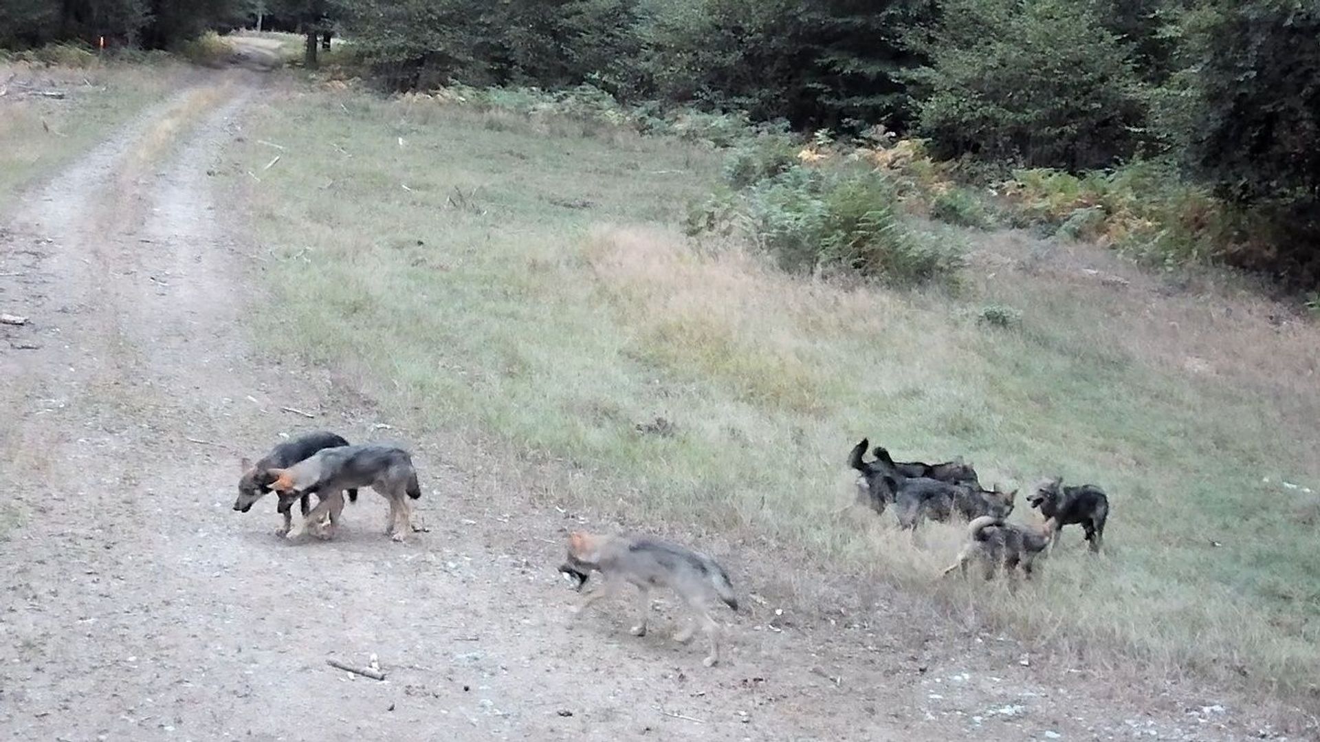 Premières images de huit louveteaux dans la forêt d'Anlier