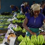 Sipef acquiert une plantation de bananes en Côte d'Ivoire pour augmenter sa capacité de production