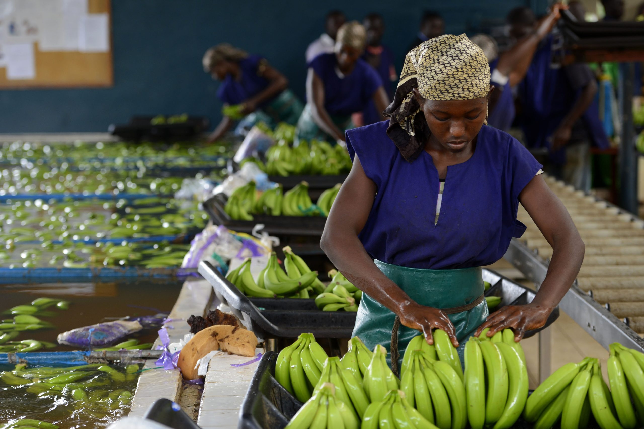 Sipef acquiert une plantation de bananes en Côte d'Ivoire pour augmenter sa capacité de production