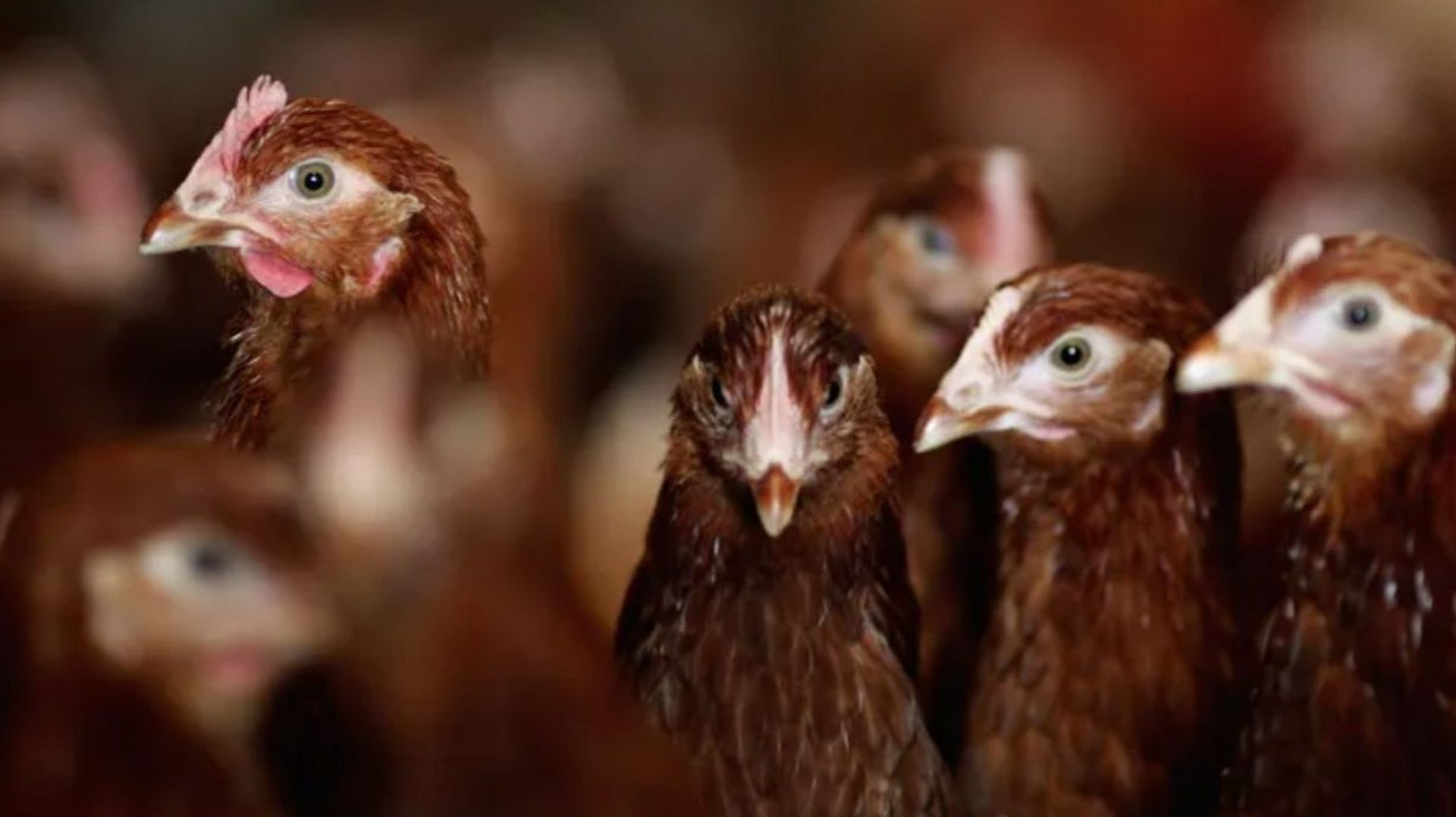 Une controverse éclate autour d'un projet de ferme avicole intensive à Chevetogne alors qu'une enquête publique débute