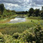 Waremme crée une nouvelle zone humide pour la gestion de l'eau et la biodiversité