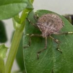 À l'approche de l'hiver, des punaises marbrées envahissent les maisons en Belgique