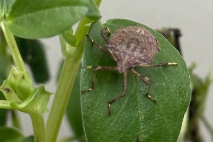 À l'approche de l'hiver, des punaises marbrées envahissent les maisons en Belgique
