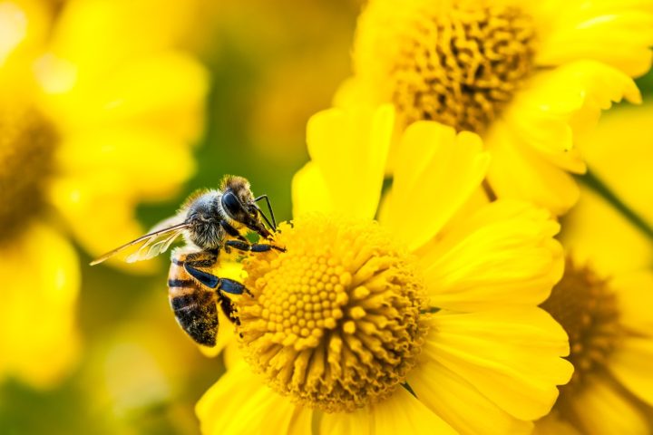 Bee, la marque de dispositifs portables d'IA d'Amazon, dévoile ses nouveaux produits à partir de 75 $.