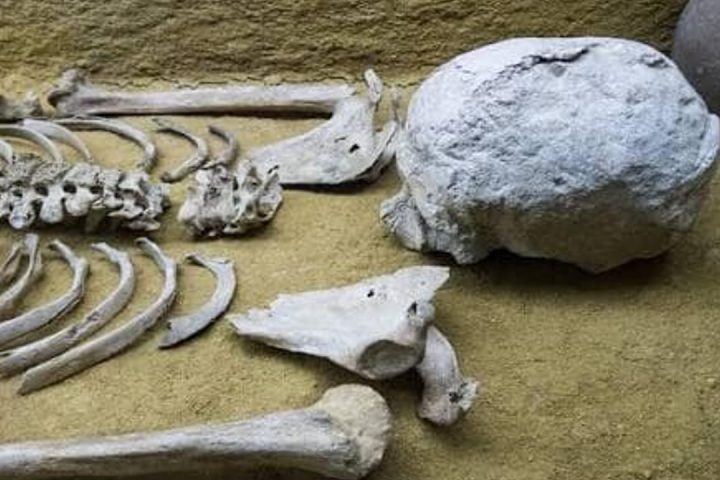 Des ossements humains mis en vente dans un magasin de seconde main à Mortsel