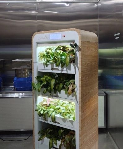Greenairy développe des tours de plantes innovantes pour lutter contre la pollution de l'air intérieur au bureau