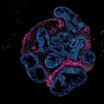 Intero Biosystems plaide pour des tests de médicaments sur des modèles intestinaux humains plutôt que sur des animaux