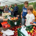 La Foire aux pommes de Virelles présente des variétés locales ce week-end