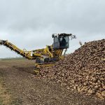 La récolte de betteraves sucrières en Belgique en baisse à cause de la sécheresse estivale, pertes économiques estimées à 20 %