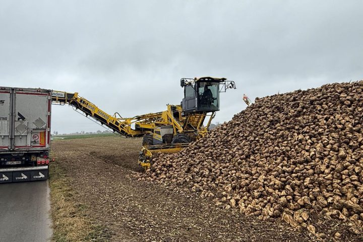 La récolte de betteraves sucrières en Belgique en baisse à cause de la sécheresse estivale, pertes économiques estimées à 20 %