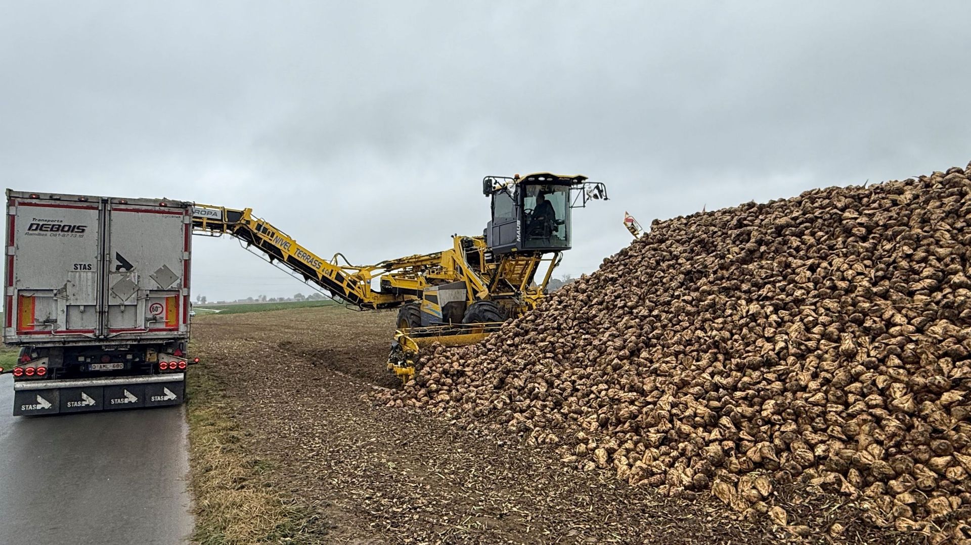 La récolte de betteraves sucrières en Belgique en baisse à cause de la sécheresse estivale, pertes économiques estimées à 20 %