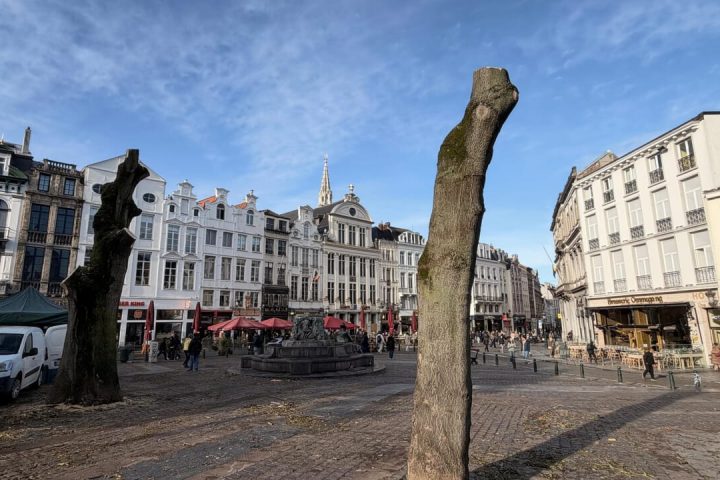 La Ville de Bruxelles abat des arbres au Marché aux Herbes en raison de risques de chutes supplémentaires