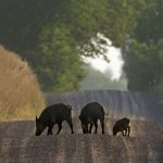 L'augmentation des populations de gros gibier en Wallonie suscite des inquiétudes pour la biodiversité et des implications économiques