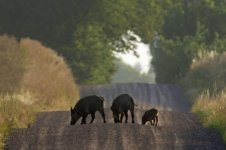 L'augmentation des populations de gros gibier en Wallonie suscite des inquiétudes pour la biodiversité et des implications économiques