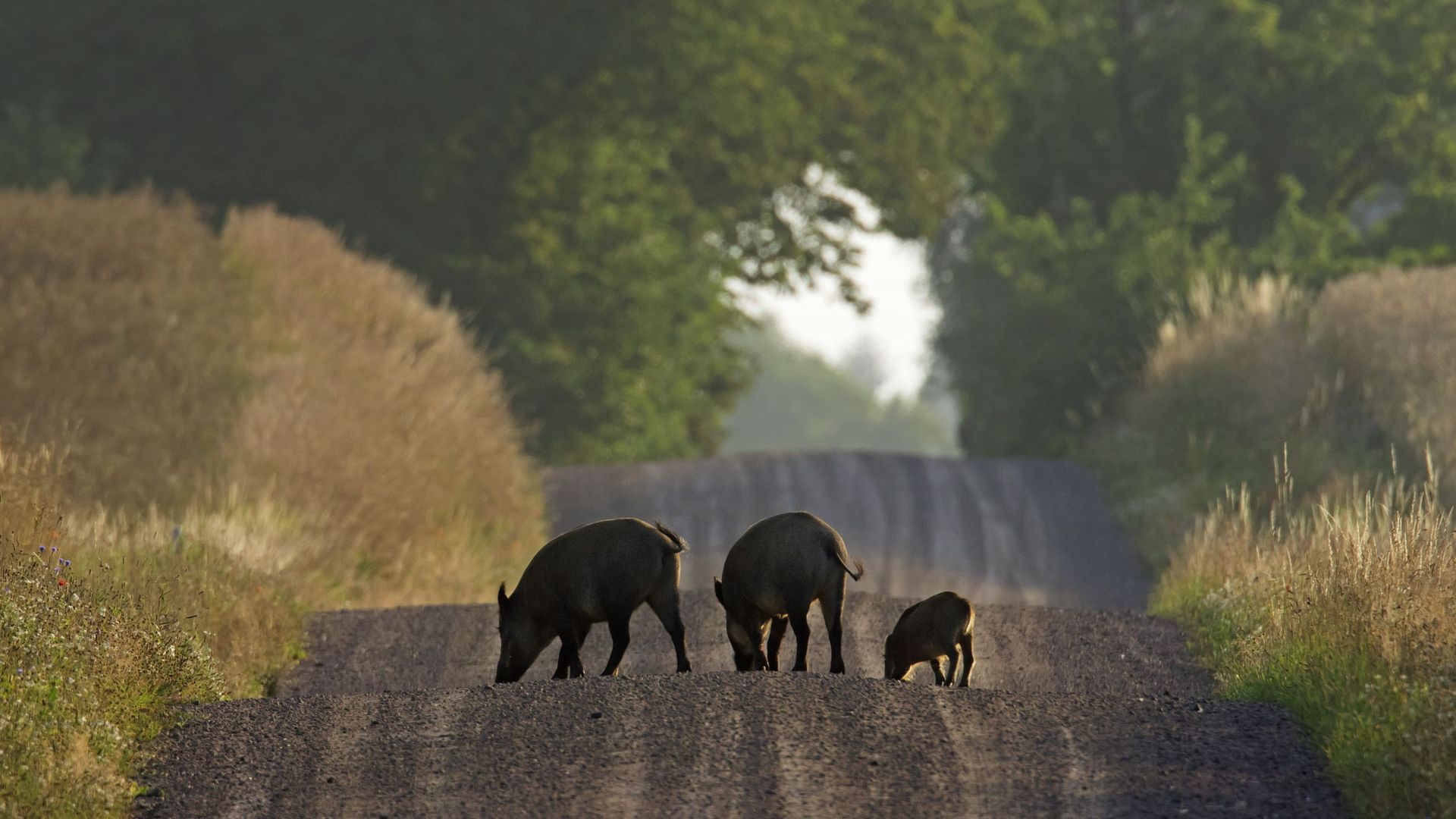 L'augmentation des populations de gros gibier en Wallonie suscite des inquiétudes pour la biodiversité et des implications économiques