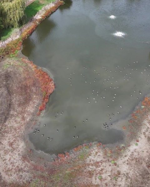 Le lac de Louvain-la-Neuve poursuit ses efforts de restauration pour renforcer son rôle de prévention des inondations