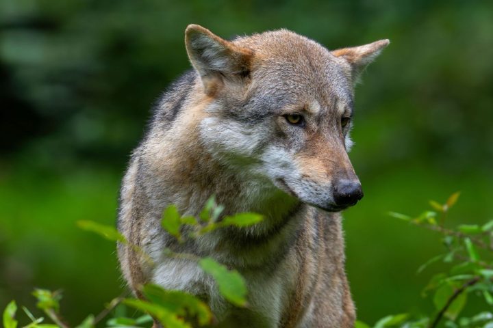 Le nouveau plan loup wallon supprime les zones géographiques pour la protection et l'indemnisation des animaux d'élevage