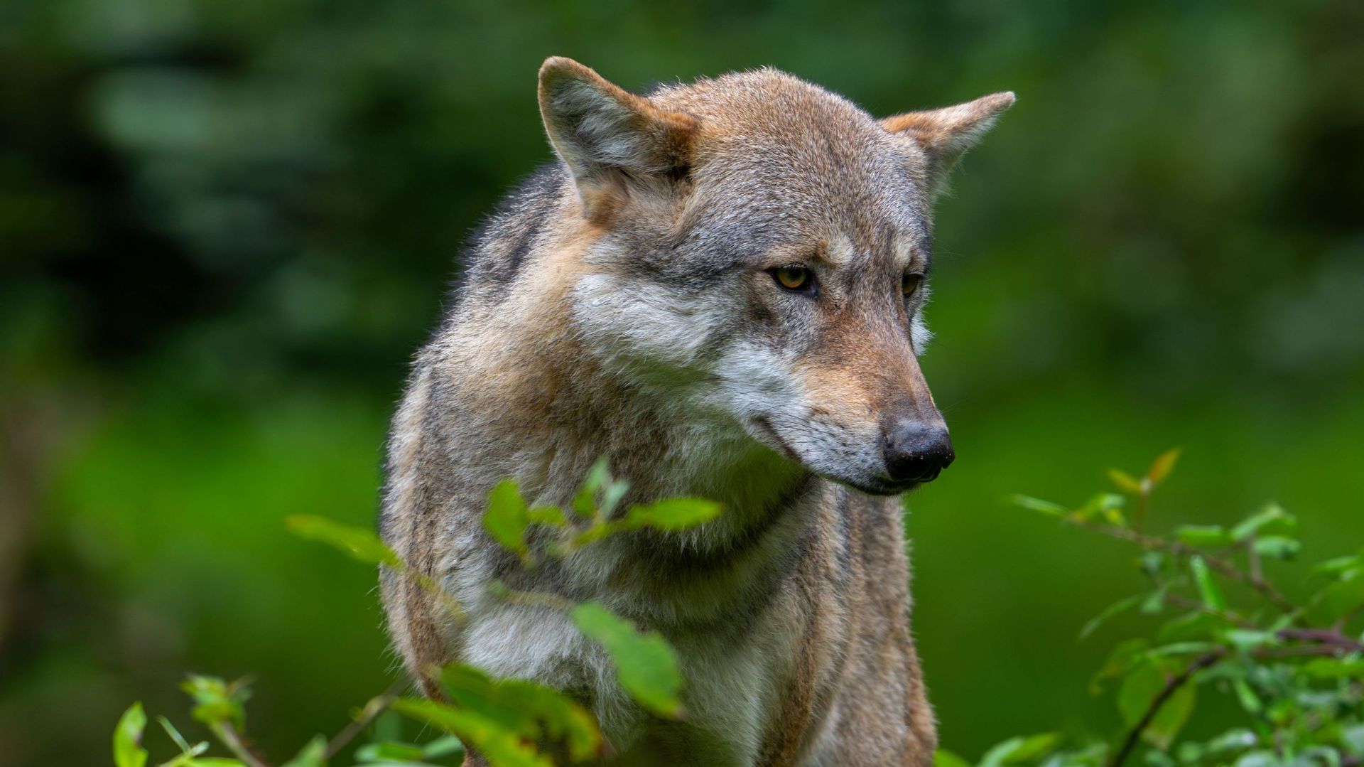 Le nouveau plan loup wallon supprime les zones géographiques pour la protection et l'indemnisation des animaux d'élevage