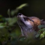 Photos exposées au Festival international de la nature de Namur jusqu'à dimanche.