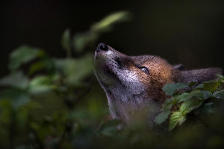 Photos exposées au Festival international de la nature de Namur jusqu'à dimanche.