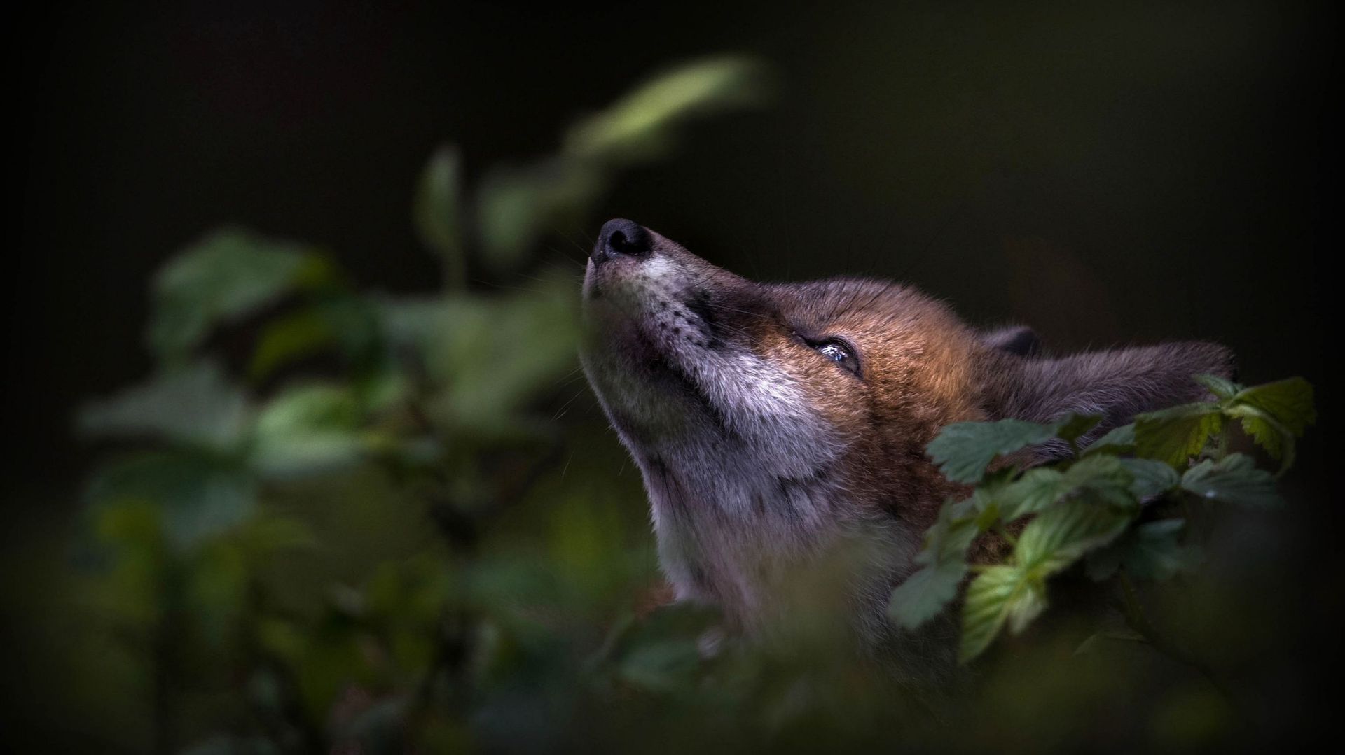 Photos exposées au Festival international de la nature de Namur jusqu'à dimanche.