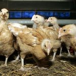 Première infection aviaire à H5N1 de la saison détectée à Limbourg, en Belgique