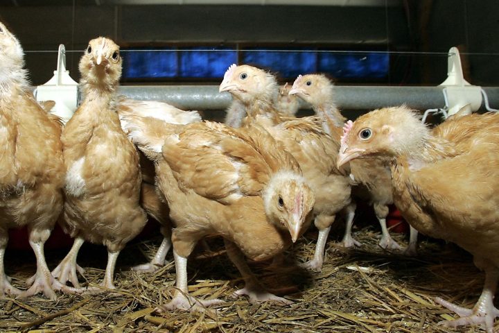 Première infection aviaire à H5N1 de la saison détectée à Limbourg, en Belgique