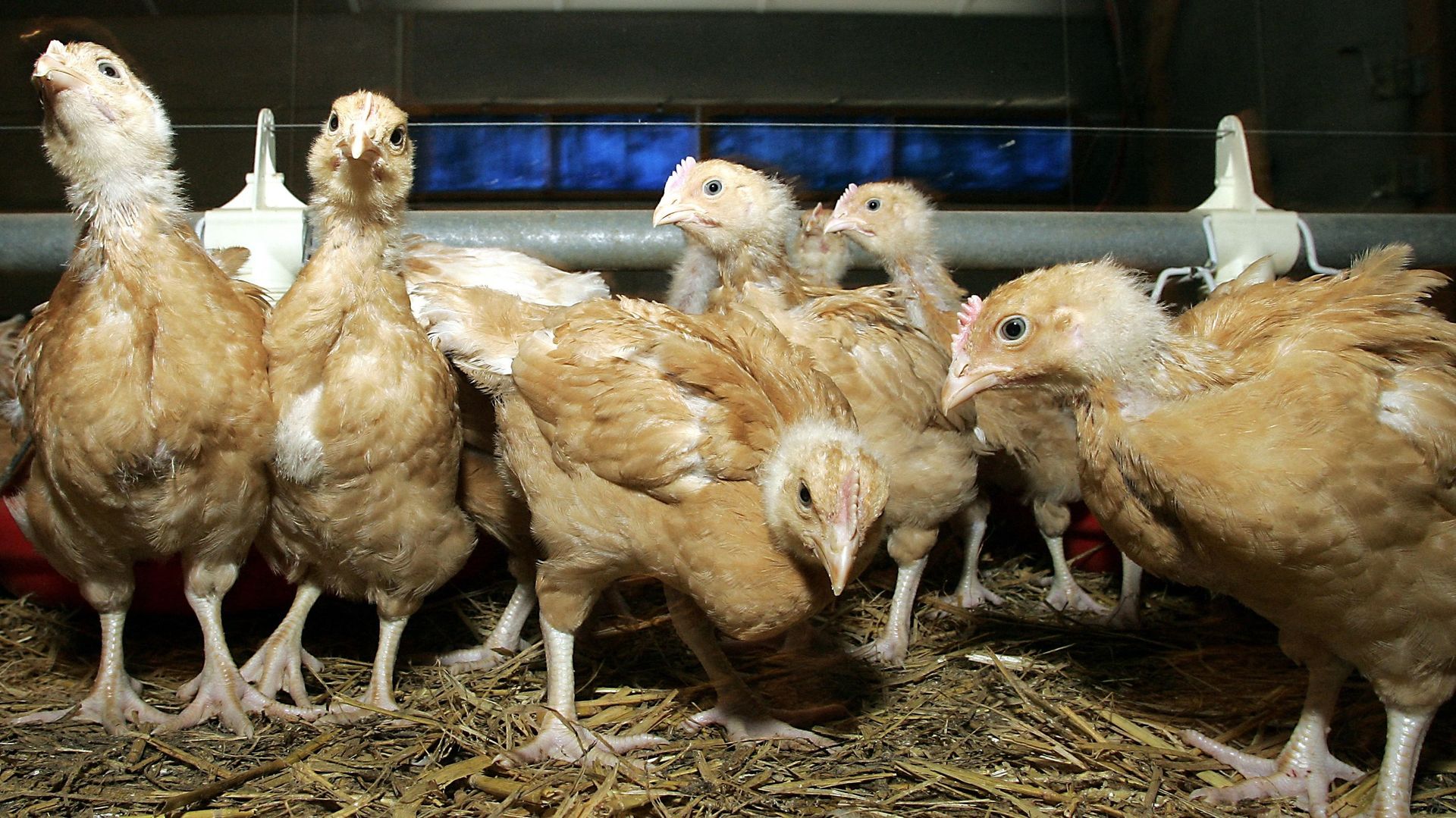Première infection aviaire à H5N1 de la saison détectée à Limbourg, en Belgique