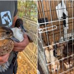 Près de 300 animaux saisis à Chièvres en raison de conditions de vie inadéquates