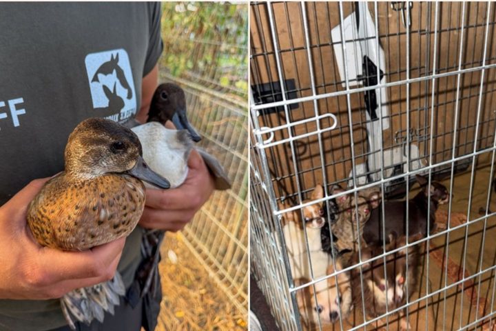Près de 300 animaux saisis à Chièvres en raison de conditions de vie inadéquates