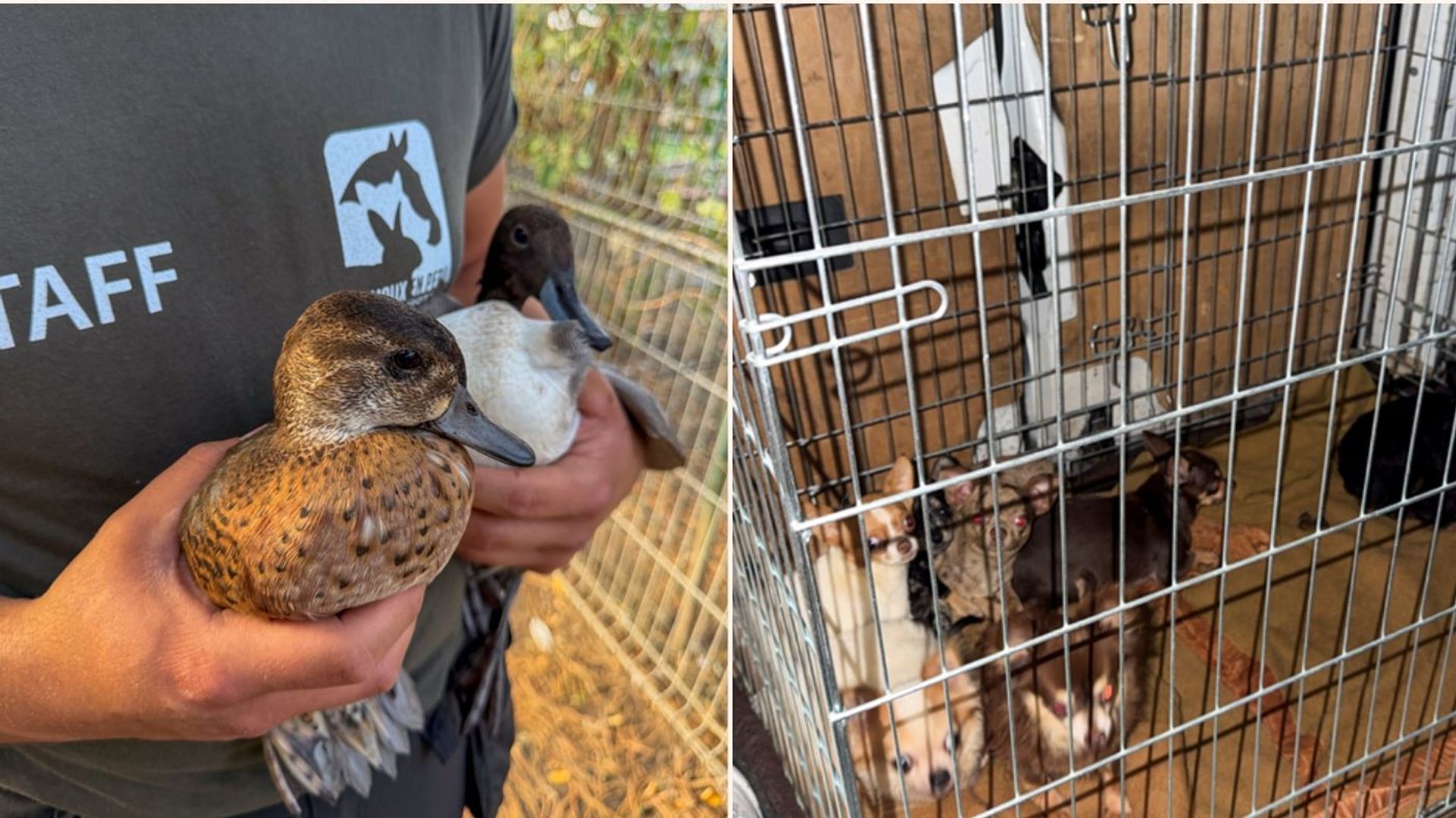 Près de 300 animaux saisis à Chièvres en raison de conditions de vie inadéquates