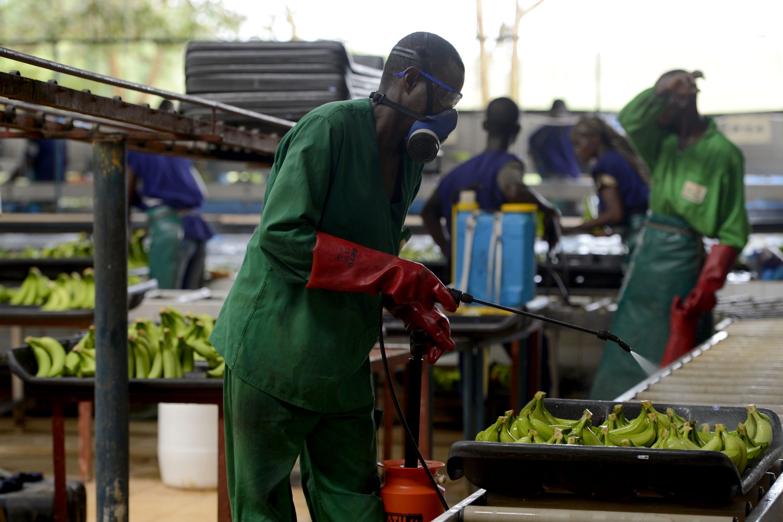 Sipef anticipe une production record d'huile de palme grâce à un marché solide et une demande croissante