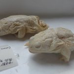 Une chercheuse met en garde contre les pratiques d'urbanisation passées à Bruxelles en raison du déclin des amphibiens