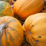 Une exploitation de citrouilles ouvre ses champs au public malgré une baisse de rendement cette saison