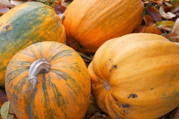 Une exploitation de citrouilles ouvre ses champs au public malgré une baisse de rendement cette saison