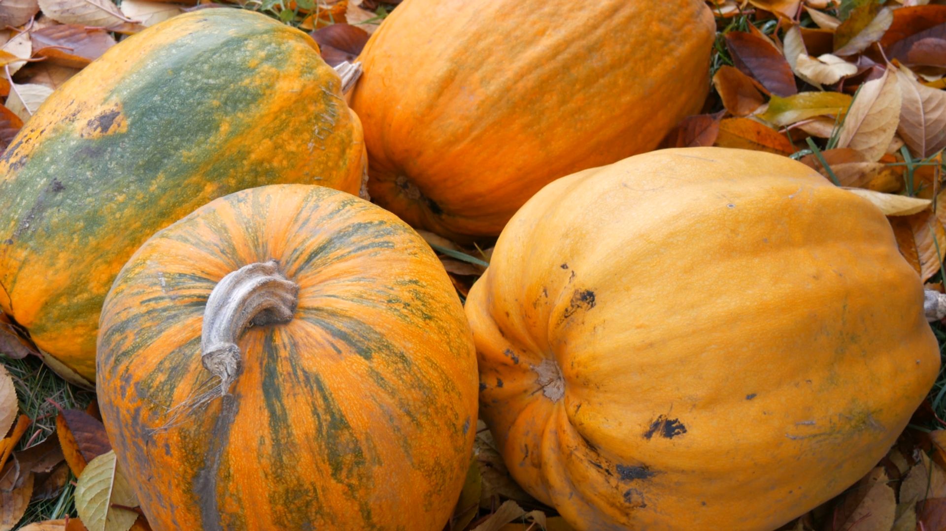 Une exploitation de citrouilles ouvre ses champs au public malgré une baisse de rendement cette saison